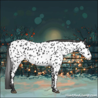 Horse Color:Blue Roan Splash Appaloosa 