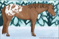 Horse Color:Chestnut Appaloosa 