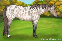 Horse Color:Bay Roan Dun Near Leopard  and Bay Roan Dun Near Leopard 