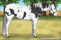 Horse Color:Black Splash  and Black Splash Tobiano 