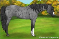 Horse Color:Blue Roan 