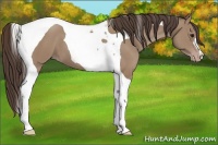 Horse Color:Classic Champagne Tobiano 