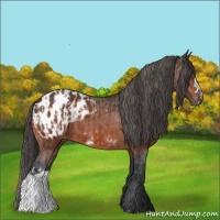Horse Color:Bay Appaloosa  and Bay Appaloosa 