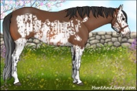 Horse Color:Bay Splash Frame and Bay Splash Frame