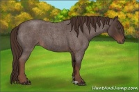 Horse Color:Liver Red Roan 