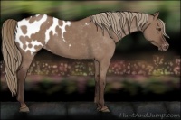 Horse Color:Liver Red Dun Appaloosa 
