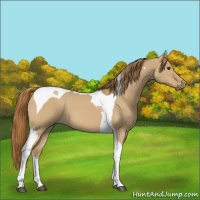 Horse Color:Red Dun Tobiano
