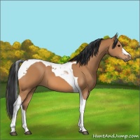 Horse Color:Bay Tobiano 