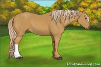 Horse Color:Palomino 