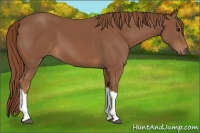 Horse Color:Chestnut 