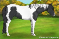 Horse Color:Black Tobiano