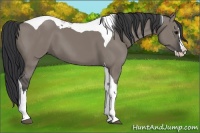 Horse Color:Grullo Splash Tobiano 