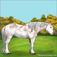 Horse Color:Bay Sabino