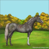 Horse Color:Silver Black Appaloosa