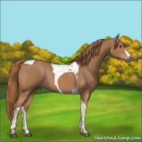 Horse Color:Chestnut Tobiano Rabicano 
