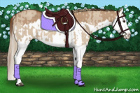 Horse Color:Red Dun Splash  and Red Dun Splash 