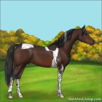 Horse Color:Brown Tobiano