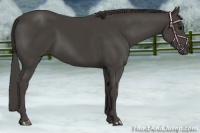 Horse Color:Smoky Black 