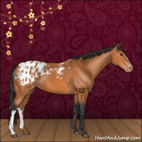Horse Color:Bay Appaloosa 