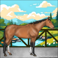 Horse Color:Bay 