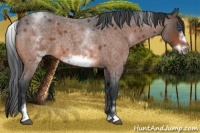 Horse Color:White Spotted Bay Roan Frame