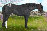 Horse Color:Black Appaloosa 