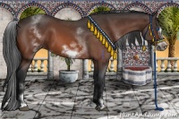 Horse Color:White Spotted Bay Roan Frame