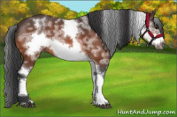 Horse Color:White Spotted Bay Roan Frame 