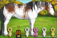 Horse Color:White Spotted Bay 