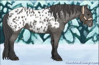 Horse Color:Black Near Leopard 