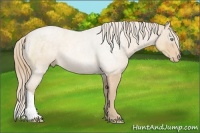 Horse Color:Perlino 
