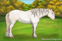 Horse Color:Perlino Appaloosa