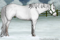 Horse Color:Gray Liver Chestnut 