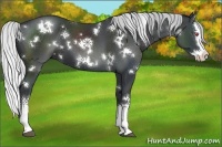 Horse Color:White Spotted Silver Black Chinchilla Splash 