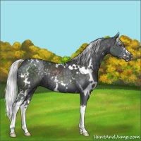 Horse Color:White Spotted Silver Black Chinchilla Splash 