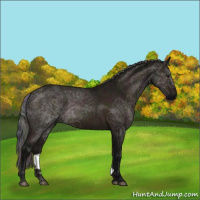 Horse Color:Nacre Midnight Bay Dun 