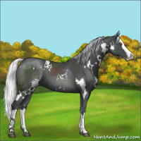 Horse Color:White Spotted Silver Black Chinchilla Splash 