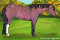 Horse Color:Bay Ice Dun 