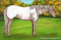 Horse Color:Chestnut Mushroom Appaloosa Rabicano 
