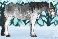 Horse Color:White Spotted Blue Roan Rabicano  and White Spotted Blue Roan Rabicano 