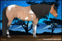 Horse Color:Bay Roan Tobiano Frame 