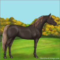 Horse Color:Liver Chestnut Rabicano 