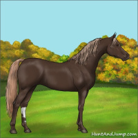 Horse Color:Liver Chestnut Rabicano 
