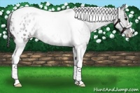 Horse Color:Black Tobiano Appaloosa 
