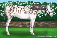 Horse Color:Liver Chestnut Splash Appaloosa