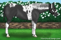Horse Color:Black Tobiano 