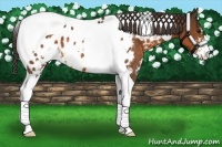 Horse Color:Buckskin Sabino Tobiano Appaloosa