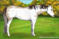 Horse Color:Classic Champagne Dun Splash Frame 