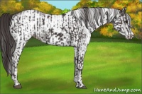 Horse Color:Smoky Black  and White Spotted Smoky Black 
