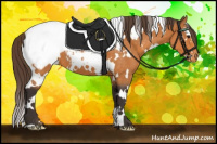 Horse Color:White Spotted Buckskin Appaloosa